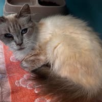 Melusine, chatte à adopter