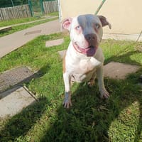 STELLA PAA22949, chienne à adopter