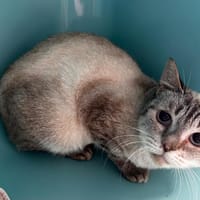 Margot, chatte à adopter