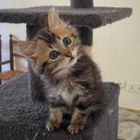 Athena, chatte à adopter