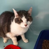 Pattoun, chat à adopter
