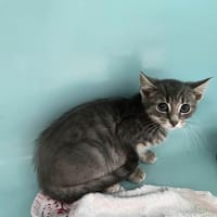 Sidney, chatte à adopter