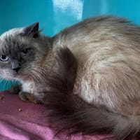 Mogwai, chatte à adopter