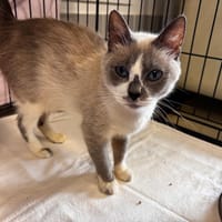 CALINETTE, chatte à adopter