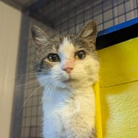 Caroline, chatte à adopter