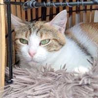 LOLITA, chatte à adopter