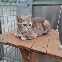 ROSIE, chatte à adopter