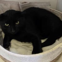 SULTAN, chat à adopter