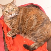 Mudy Cab3922, chatte à adopter