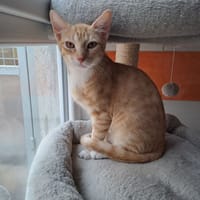 diego, chat à adopter