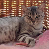 CHINCHILA, chatte à adopter