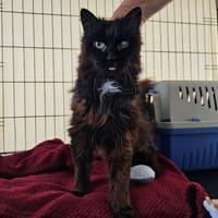 MIMI, chatte à adopter