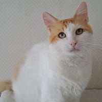 COLONEL, chat à adopter