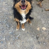 Phoenix, chien à adopter