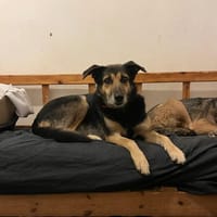 Nala, chienne à adopter