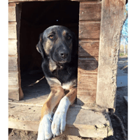 Pepita, chienne à adopter