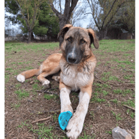 Phoenix, chien à adopter