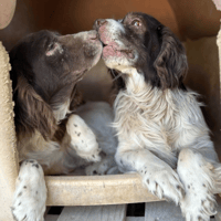 Bonnie & Clyde, dog to adopt
