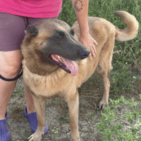 Ava, female dog to adopt