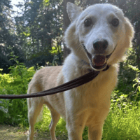 Song, dog to adopt
