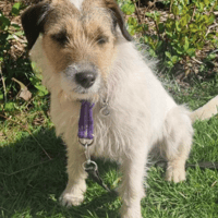 Zori, female dog to adopt