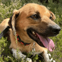 Pony, dog to adopt
