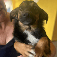 Chilli, female dog to adopt