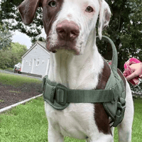 Monty, dog to adopt
