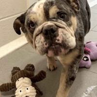 Honey, female dog to adopt