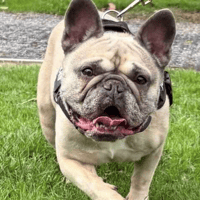 Luna, female dog to adopt