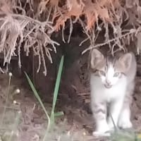 Amor, chat à adopter
