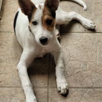 OLLIE, chienne à adopter