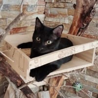 CACHOU*, chatte à adopter