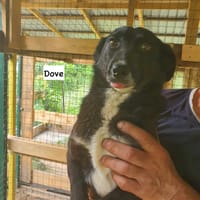 DOVE, chienne à adopter