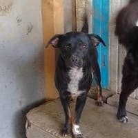 LINO, chien à adopter