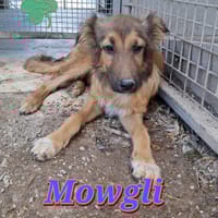 MOWGLI nato ad Febbraio 2025, cane da adottare