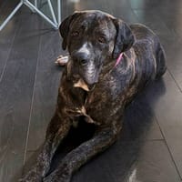 Perle, femelle, chien de cour italien, née le 24/02/2019, chienne à adopter