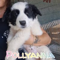 POLLYANNA cucciolina adorabile, cane femmina da adottare