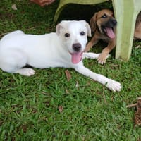 Milio, mâle croisé berger, né le 06/04/2025  🐶, chien à adopter