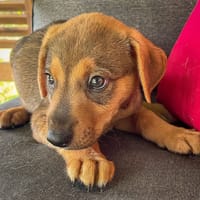 Spéculos, mâle, berger, né le 30/05/2025, chien à adopter