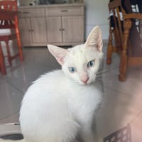 Aby, femelle croisée européen, née le 02/03/2025 🐱, chienne à adopter