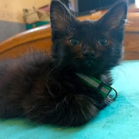 NERU, chat à adopter
