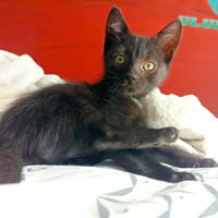 TICOEUR, chat à adopter
