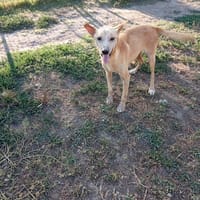 Lui è MINERVINO, cane da adottare