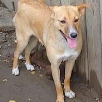 MELINA, chienne à adopter