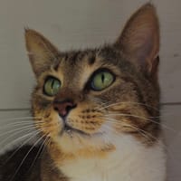 NYX, chat à adopter