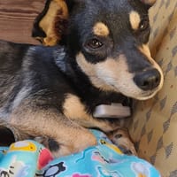 ABBY, chienne à adopter