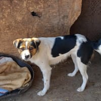 ELIZA, chienne à adopter