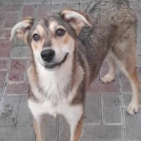 DIANE, chienne à adopter