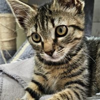 TOM, chat à adopter